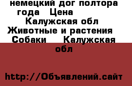 немецкий дог полтора года › Цена ­ 20 000 - Калужская обл. Животные и растения » Собаки   . Калужская обл.